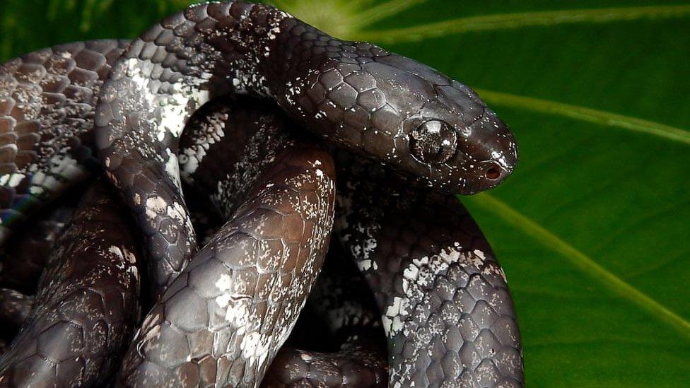 clouded snake.