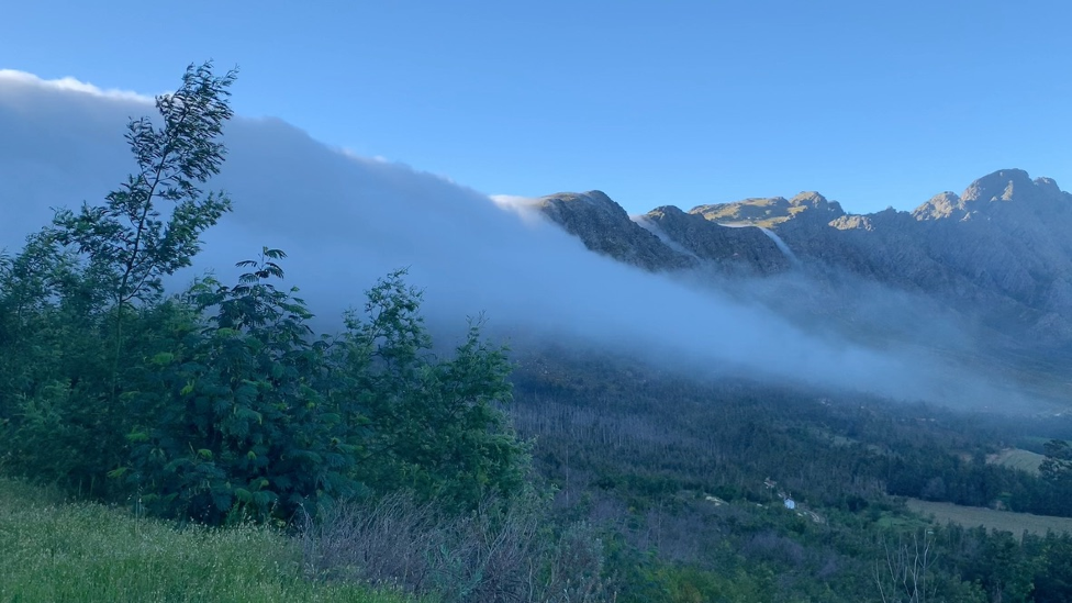 Trees in the mountains around Cape Town, South Africa