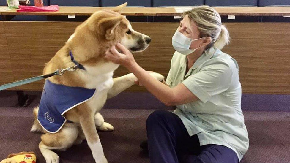 Koji the dog in hospital