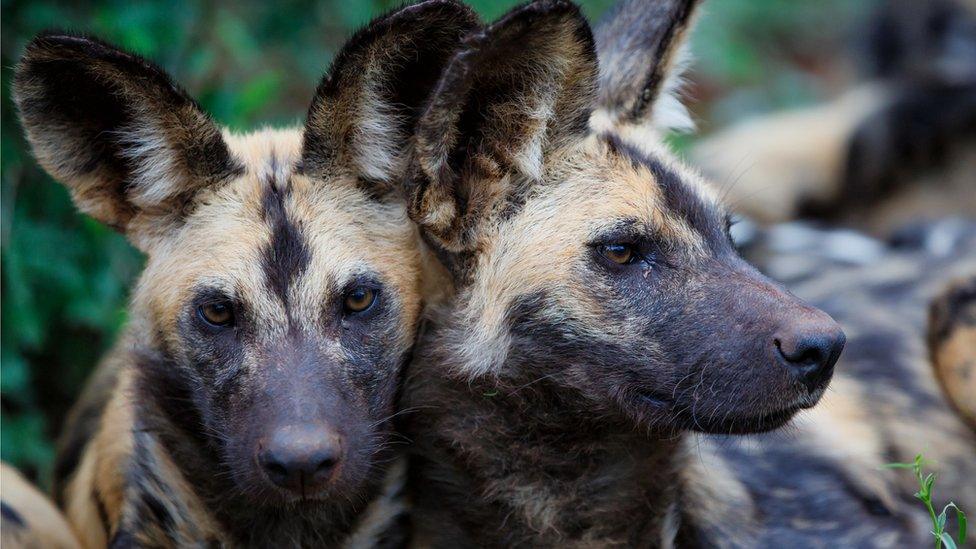 Wild dogs portrait in South Africa