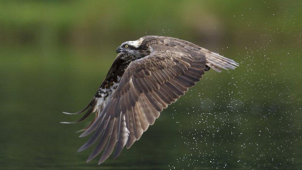 Osprey