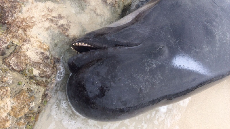 An overhead shot of a beached whale in Hamelin Bay