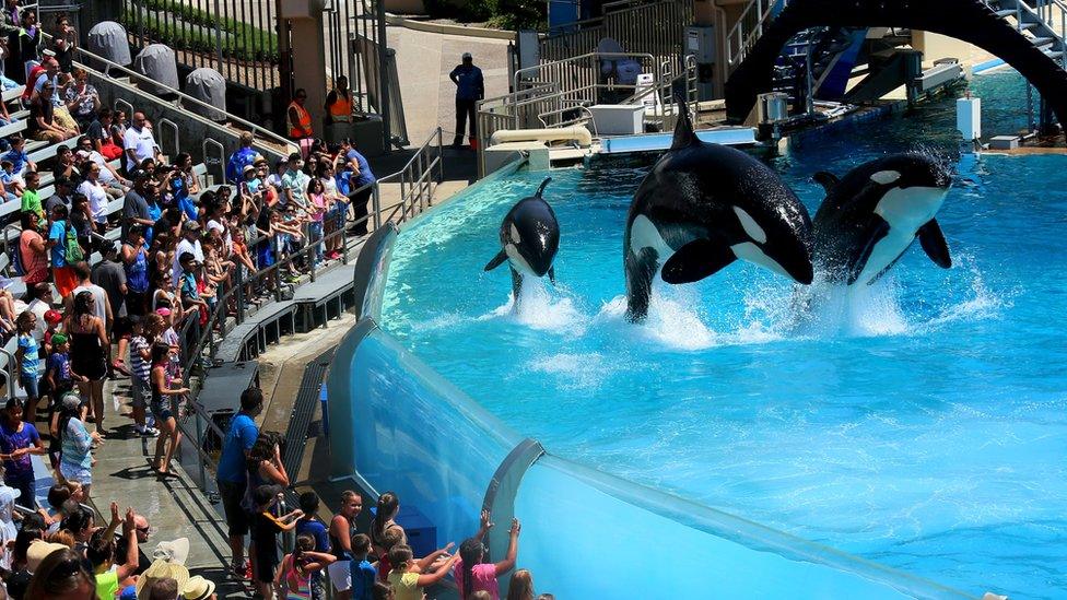 Whales at SeaWorld