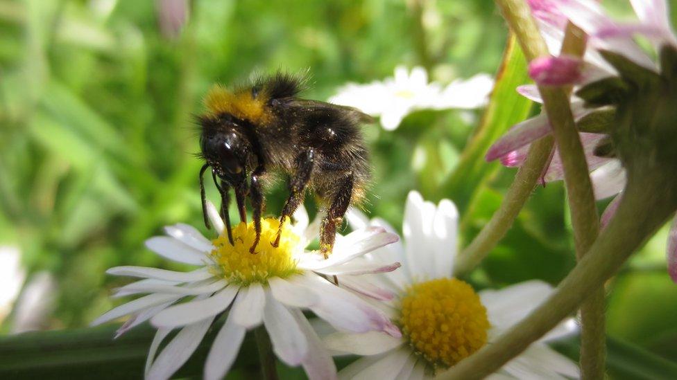 Bee on a flower