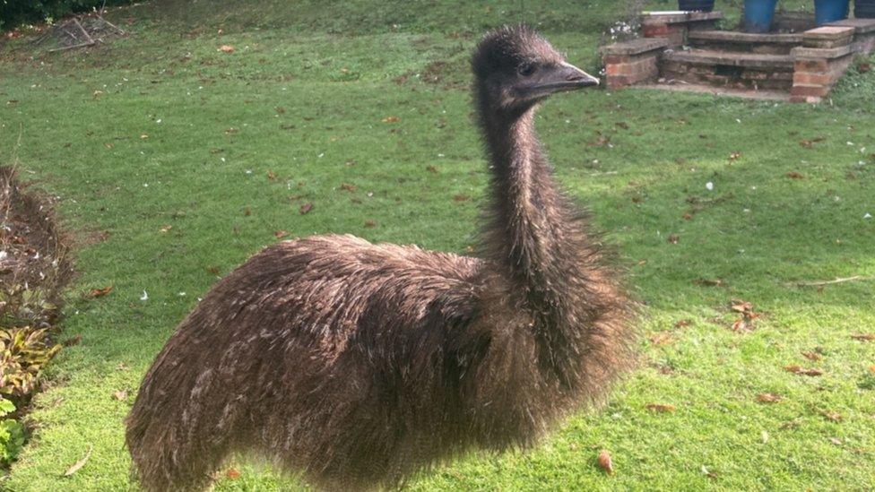 Rodney the emu