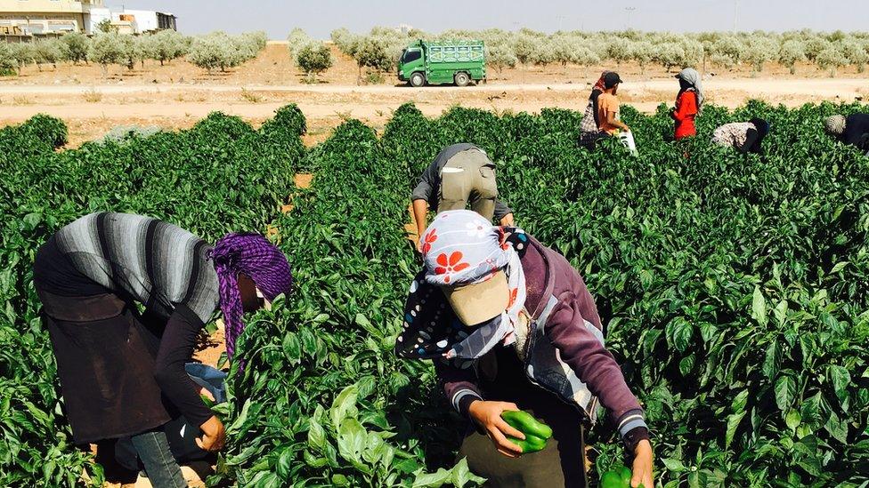 Syrian refugee workers in Jordan