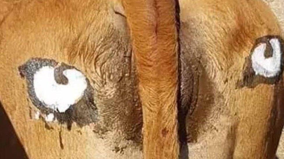 Cow with eyes on its backside