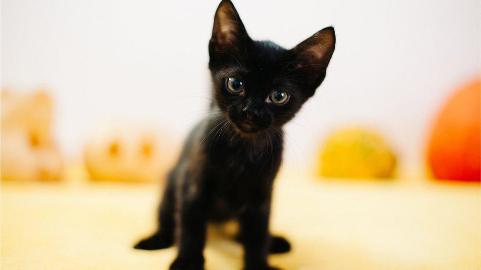 black-cat