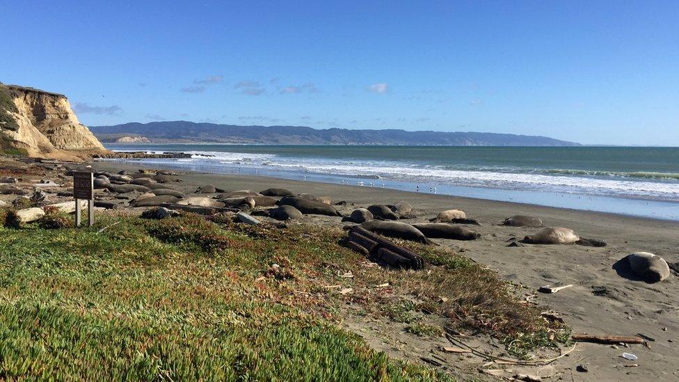 Elephant seals on Drakes Beach