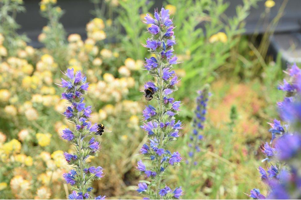 Bees on plant