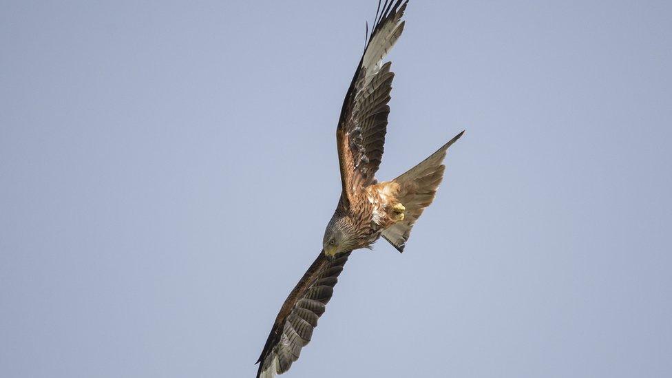 Red Kite