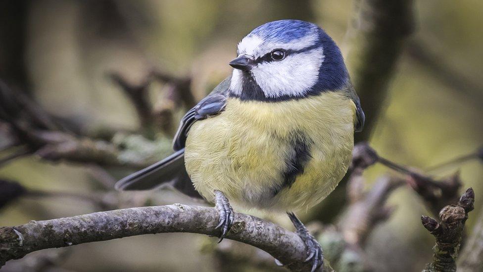 Brian Chiver's picture of a blue tit