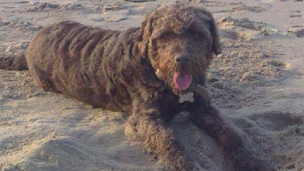 Ozzie on a beach