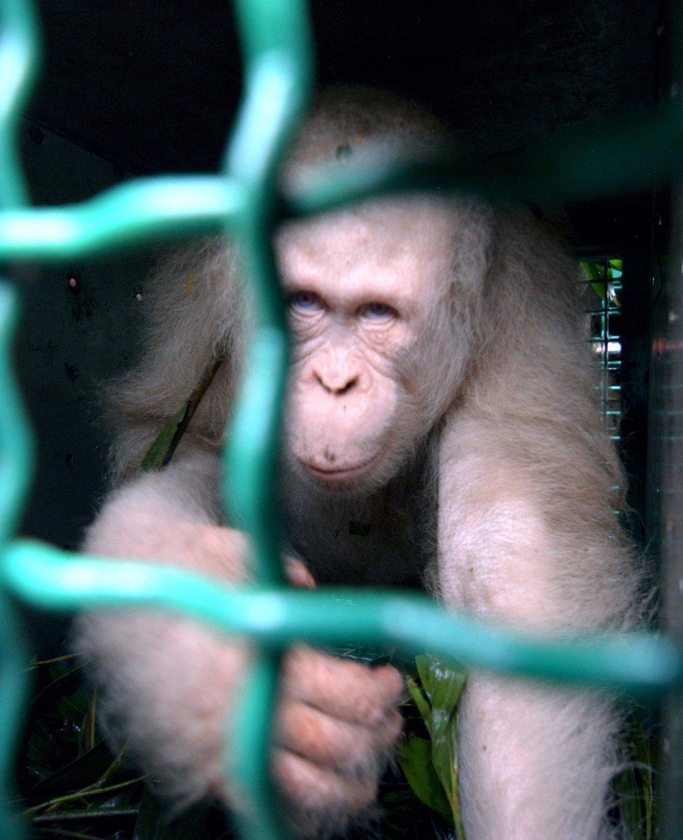 Orangutan Alba