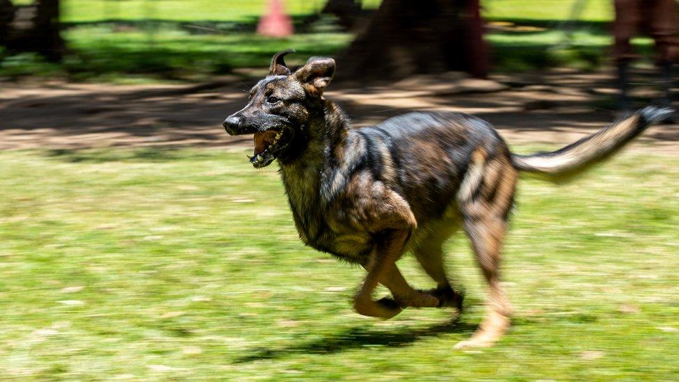 A Malinois dog running during training in Arusha, Tanzania