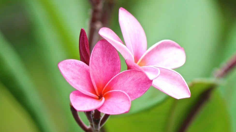 Pink frangipani in Montserrat