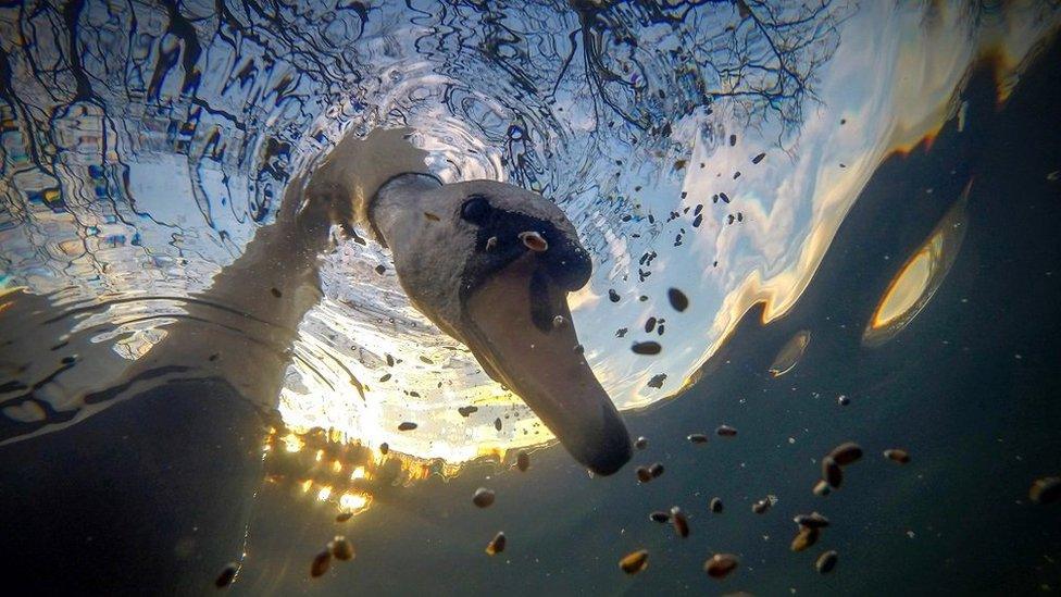 Mute Swan dipping head underwater