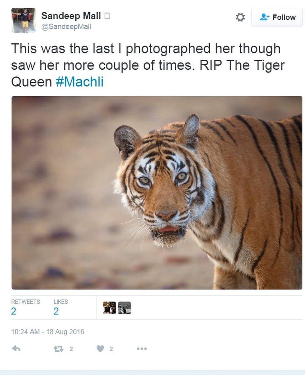 'This was the last I photographed her though saw her more couple of times. RIP The Tiger Queen #Machli' writes Sandeep Mall on Twitter