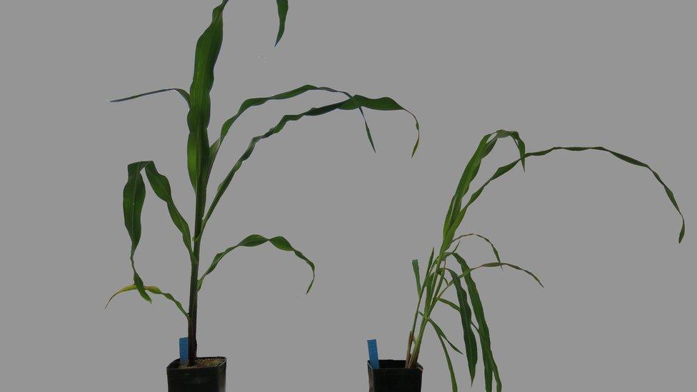 Seeds offer clue to domesticated plants' larger size - BBC News