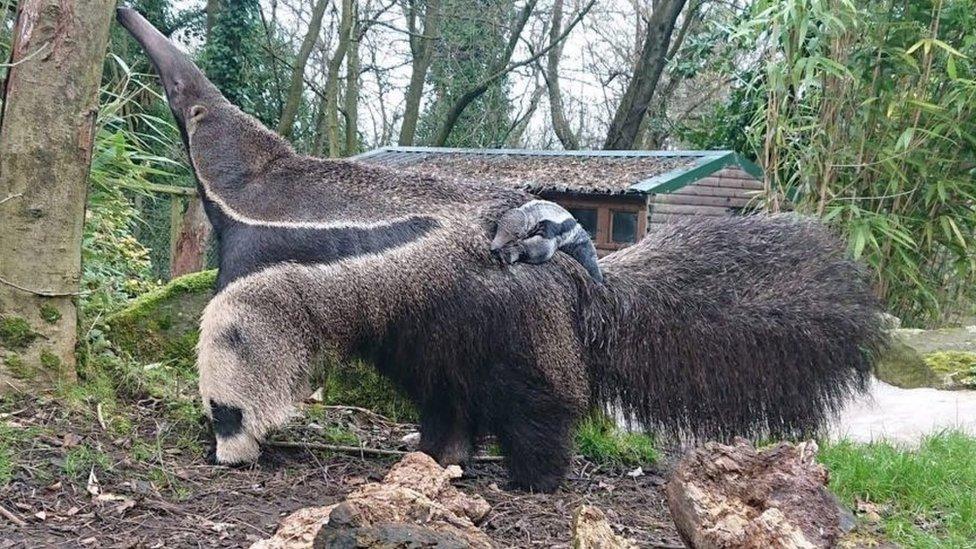 Anteater Lyra with pup on her back