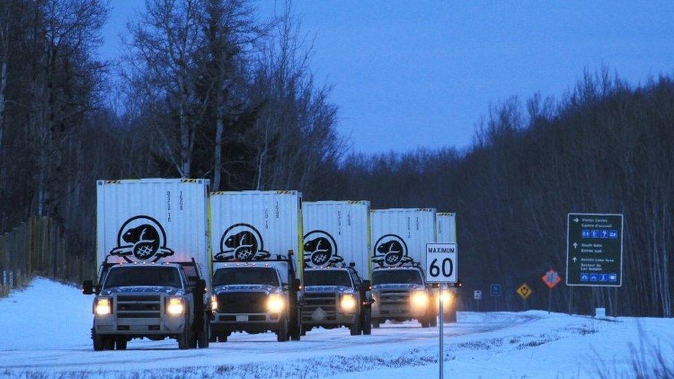 Tucks loaded with bison travel to Banff national Park in Canada (31 January 2017)