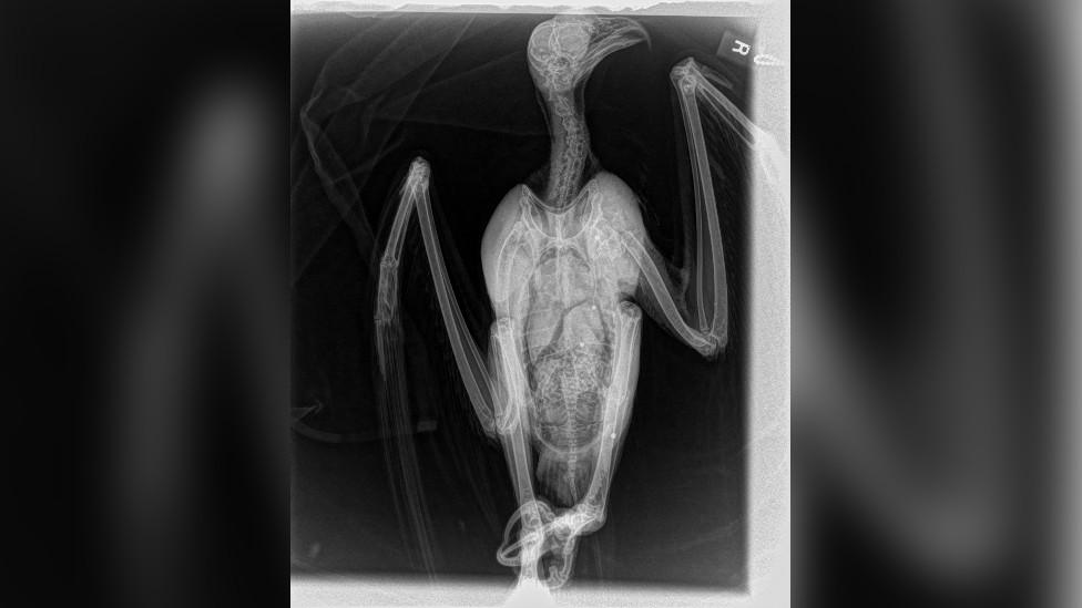 X-ray of the osprey