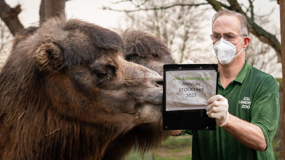 Two camels and a zookeeper with a clipboard at the annual London Zoo stocktake. The clipboard is covering one of the camels faces.