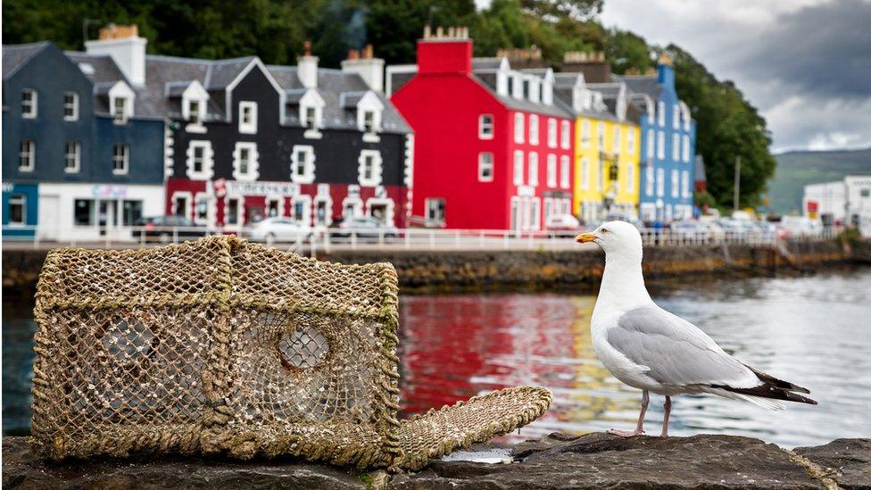 Lobster pot, gull and houses at Tobermory