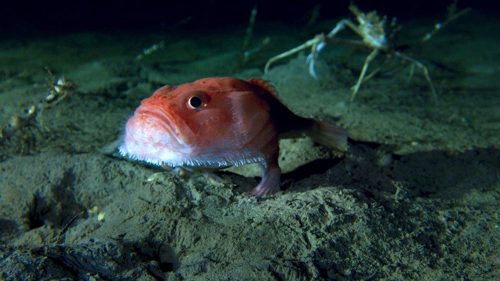 Sea-toad