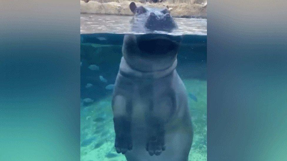 Fiona the hippo