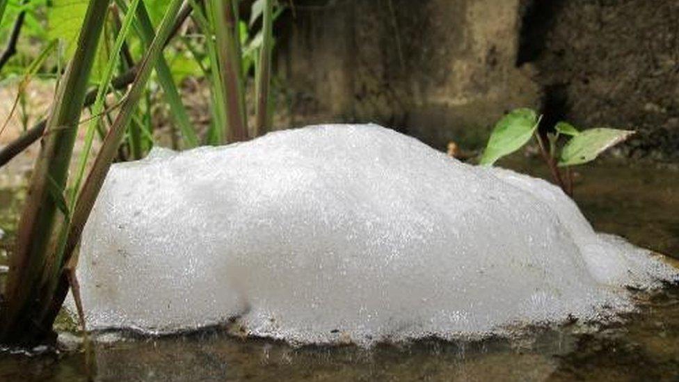 frog foam