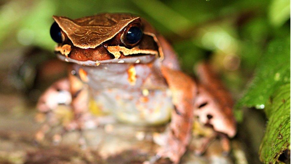 Maoson horned frog adult