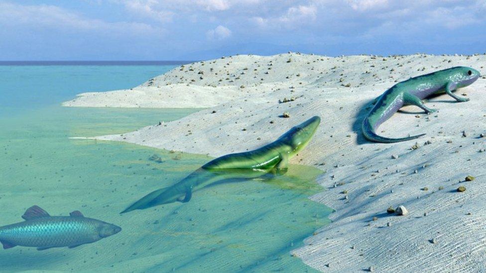 Evolution graphic showing fish, fish with legs leaving the sea, and then larger animal with legs on the beach