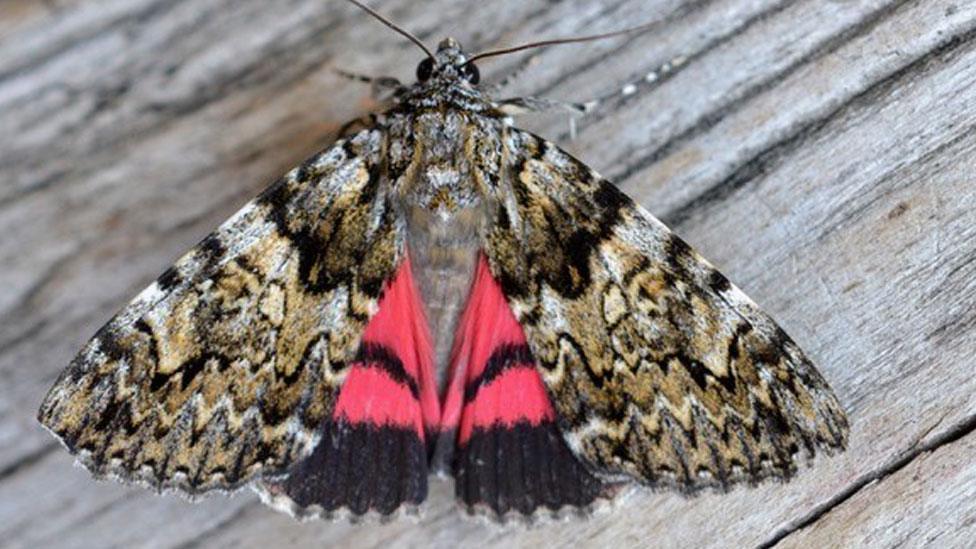 Moth with a bright red colour underneath the wings