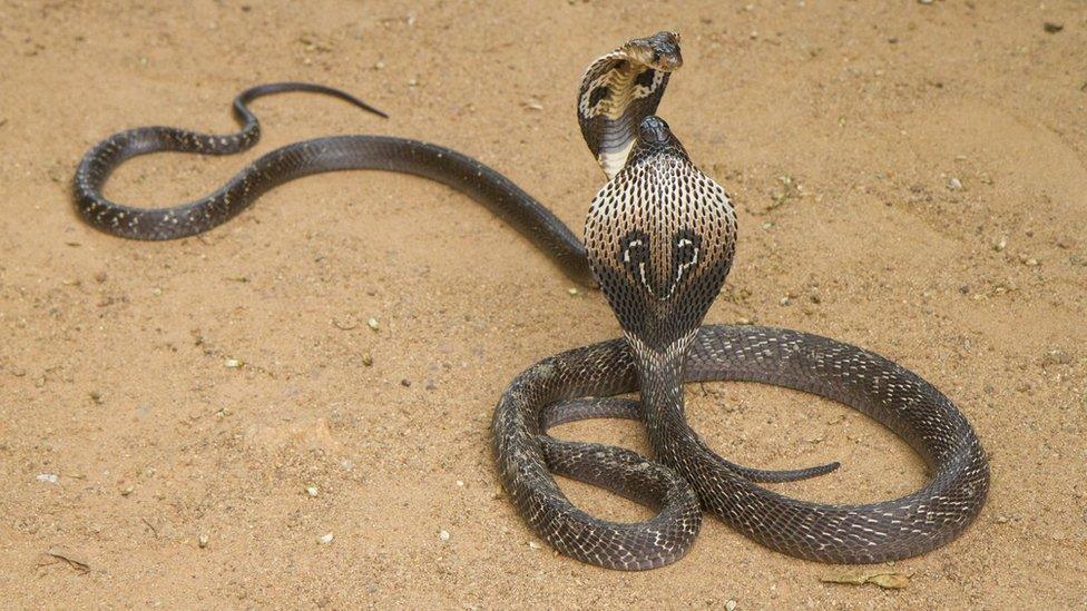 King cobra