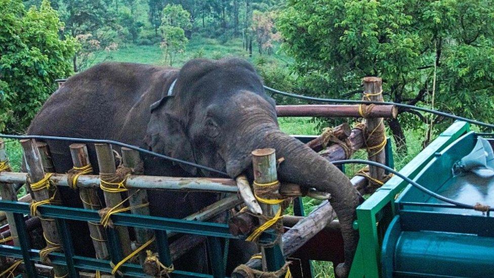 Officials transporting 'Arikomban' the wild elephant, at Idukki district in Kerala