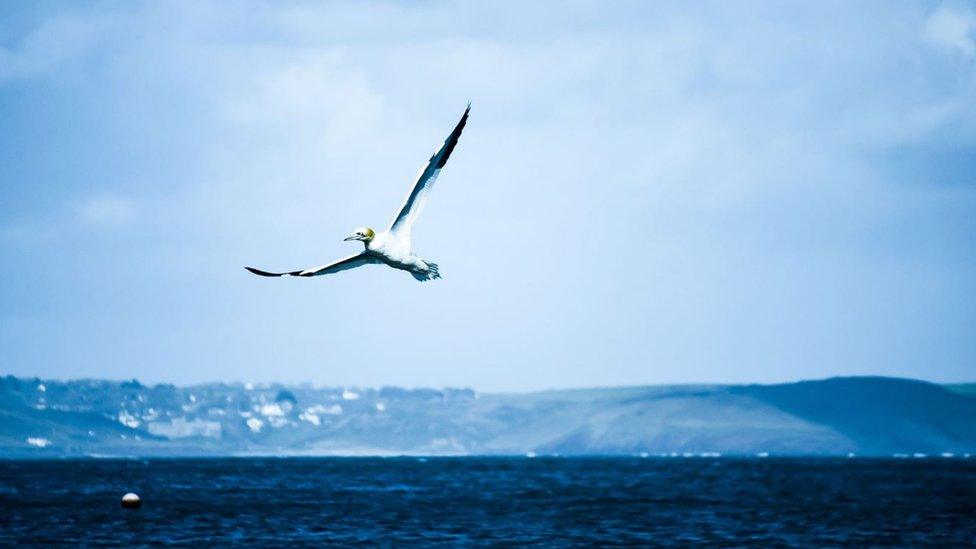 A gannet fishing at Barafundle Bay