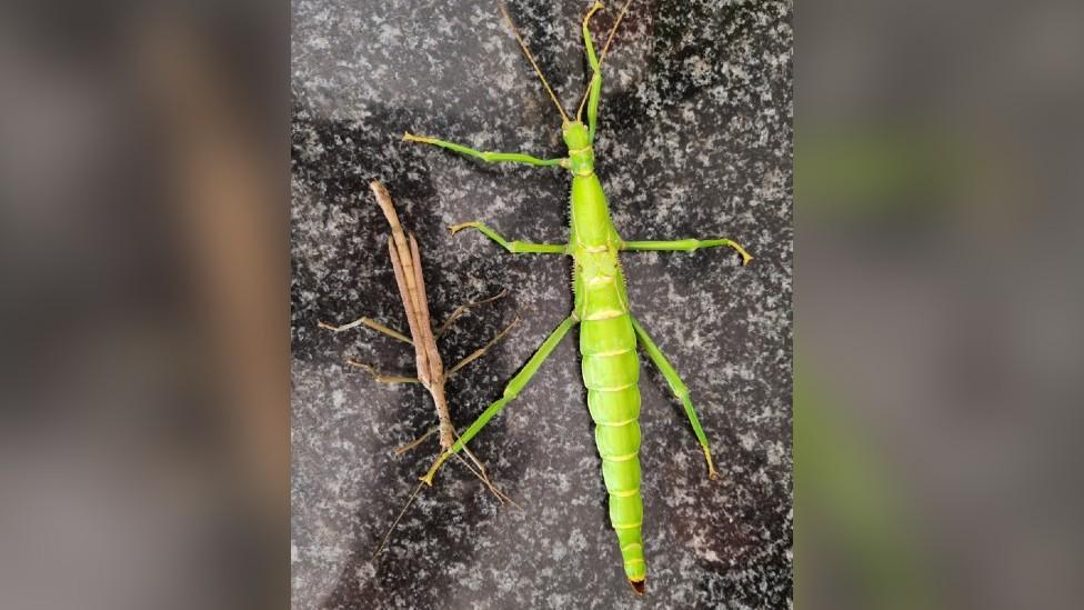 Male and female stick insects