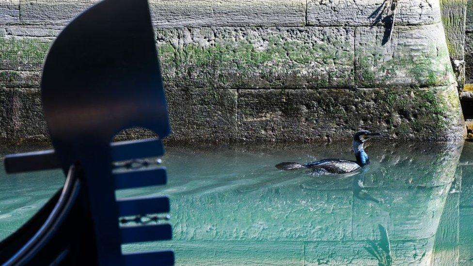 Venice-canals-duck-on-water.