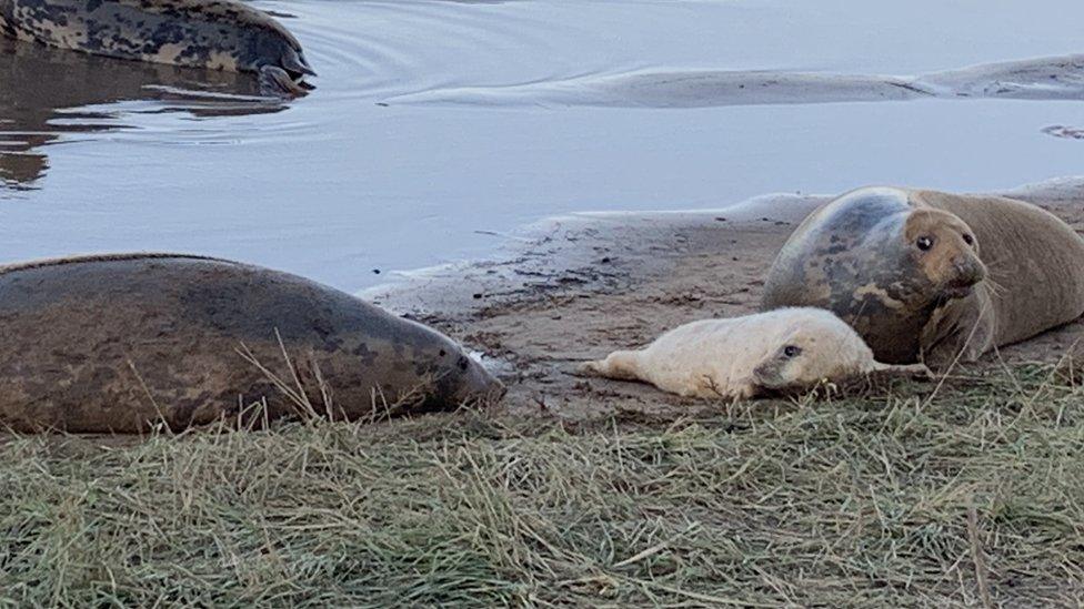 Seals with a seal pup