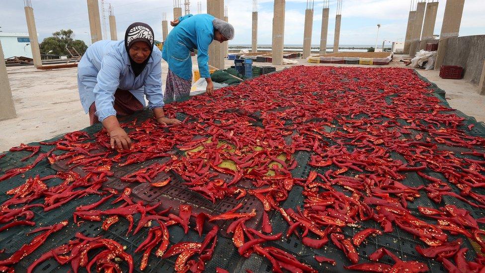 Tunisian employees work on the production line at the Zgolli factory for Harissa (a Tunisian hot chili) in Korba, 66km from Tunis, Tunisia, 03 October 2018. Harissa is a Tunisian hot chili paste, which is sometimes described as Tunisia"s main condiment".