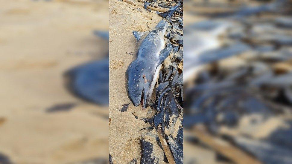 Dead porpoise at South Gare