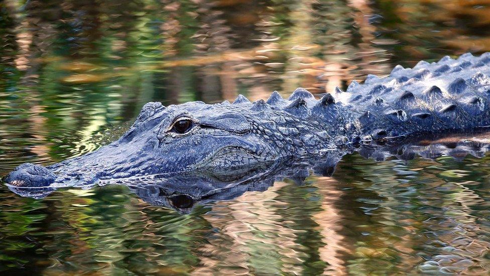 Alligator swimming in the waters at Wakodahatchee Wetlands in Delray Beach, Florida