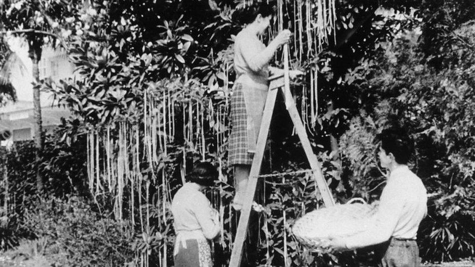 people harvesting spaghetti trees