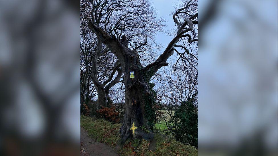 Dark Hedges tree marked in yellow