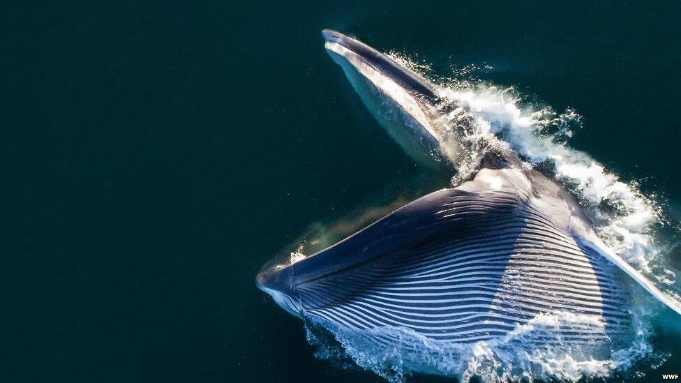 A photo of a fin whale