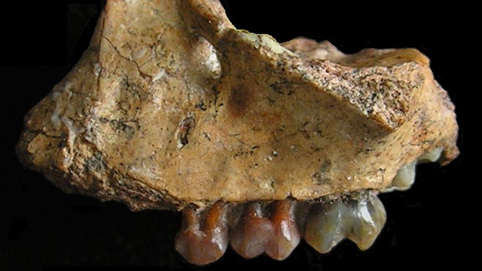 The fossilised jaw