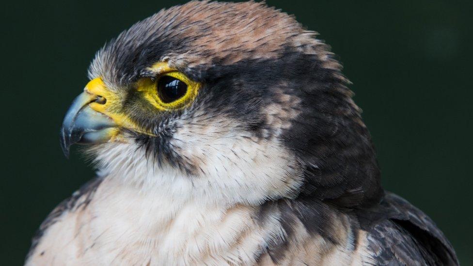 Photo of a falcon at Cardiff Castle