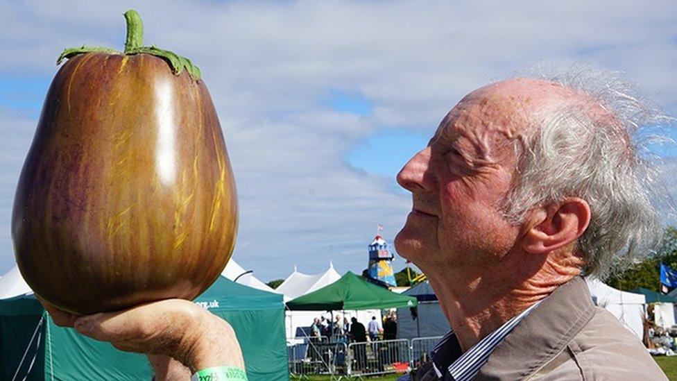 World's Heaviest aubergine