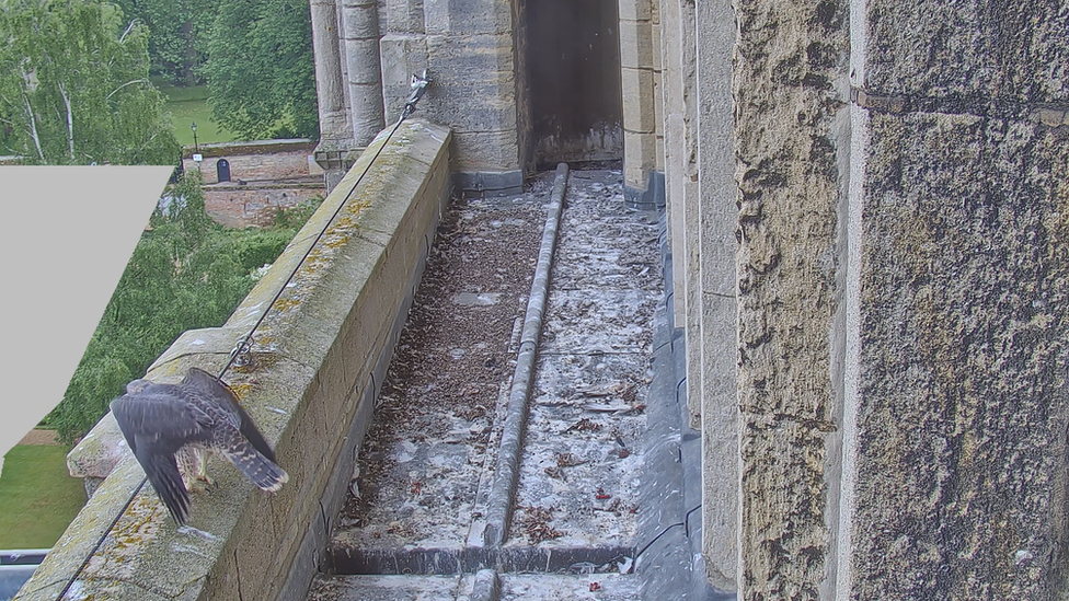 Peregrine flying the nest